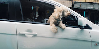 Top 10 Cars for Dog Owners